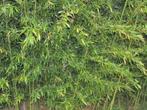 Phyllostachys bissetii, nigra, aurea en Fargesia rufa bamboe, Halfschaduw, Vaste plant, Ophalen of Verzenden, Overige soorten