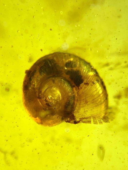 Barnsteen (Zonder minimumprijs), Verzamelen, Mineralen en Fossielen