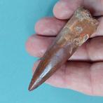 Dinosaurus - Fossiele tand - Spinosaurus aegyptiacus - 79 mm, Verzamelen, Mineralen en Fossielen