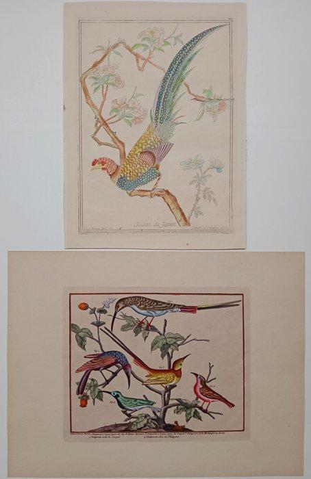 Francois Nicolas Martinet - Tavole ornitologiche XIX sec., Antiek en Kunst, Curiosa en Brocante