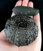 Indrukwekkende zee-egel!!! - Uitzonderlijk formaat, 63 mm!!!