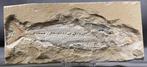 Fijnste fossiele vis op steen - Goede maat - Gefossiliseerd