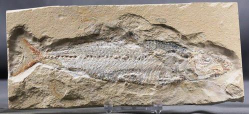 Fijnste fossiele vis op steen - Goede maat - Gefossiliseerd, Verzamelen, Mineralen en Fossielen
