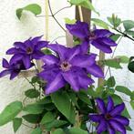 Clematis ‘The President - 60-80 cm, Tuin en Terras, Planten | Tuinplanten, Ophalen of Verzenden
