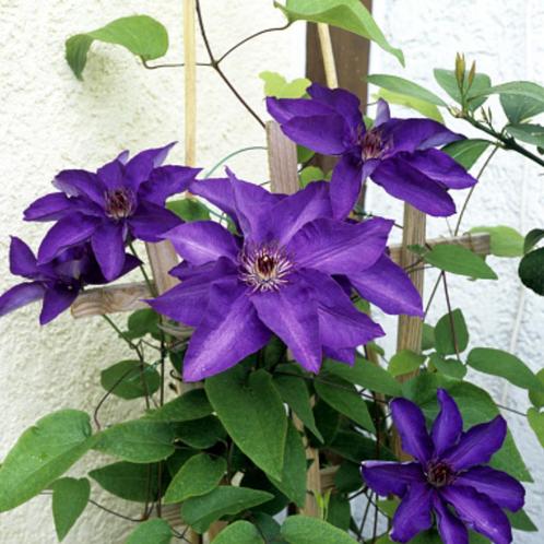 Clematis ‘The President - 60-80 cm, Tuin en Terras, Planten | Tuinplanten, Ophalen of Verzenden
