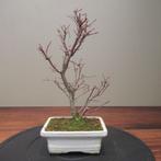 Acer palmatum deshojyo - Hoogte (boom): 29 cm - Diepte