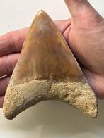 Megalodon tand 11,6 cm - Fossiele tand - Carcharocles