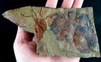 Primitieve echinoderm - Eocrinoidea!!! - Gefossiliseerd dier