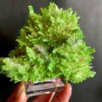 Groene gips var. Seleniet Kristalcluster - Hoogte: 11.5 cm -, Verzamelen, Mineralen en Fossielen