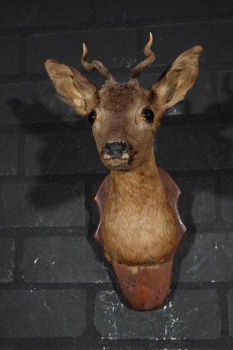 abnormal Roebuck trophy kurketrekker Schedel - Capreolus, Verzamelen, Dierenverzamelingen