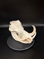 Wrattenzwijn Schedel - Phacochoerus africanus - 20 cm - 20, Nieuw