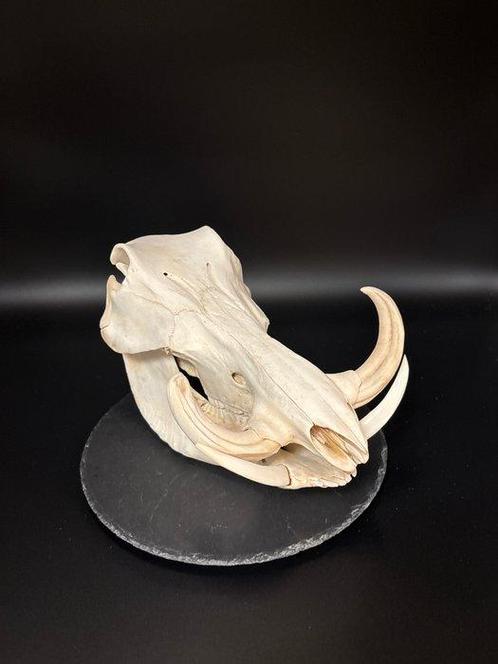Wrattenzwijn Schedel - Phacochoerus africanus - 20 cm - 20, Verzamelen, Dierenverzamelingen