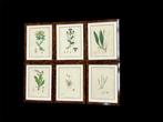 Sir james edward smith - Botanisch