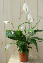 Lepelplant Spathiphyllum 60 cm - Warentuin Natuurlijk, Nieuw, Verzenden