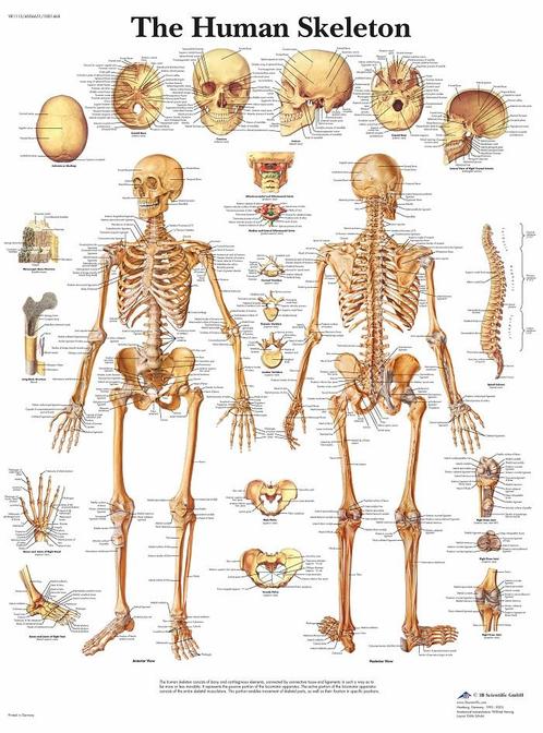 Anatomie poster skelet (Engels, 50x67 cm) + ophangsysteem, Sport en Fitness, Overige Sport en Fitness, Nieuw, Verzenden
