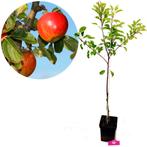 Appelboom Elstar, Tuin en Terras, Planten | Fruitbomen, Volle zon, Verzenden