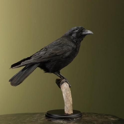 Kraai Taxidermie Opgezette Dieren By Max, Verzamelen, Dierenverzamelingen, Opgezet dier, Nieuw, Vogel, Ophalen of Verzenden