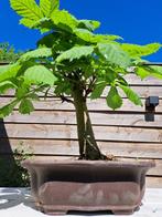 paarden kastanje bonsai in grote bonsaischaal - Hoogte