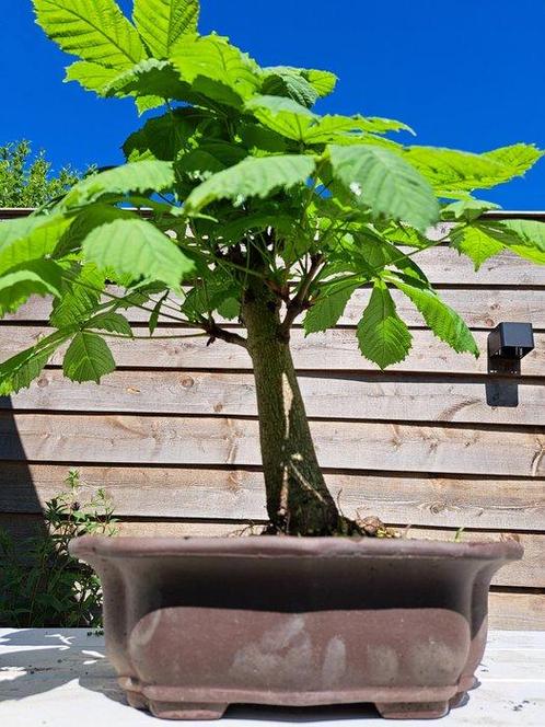 paarden kastanje bonsai in grote bonsaischaal - Hoogte, Antiek en Kunst, Curiosa en Brocante