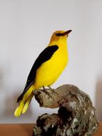 Wielewaal Taxidermie volledige montage - Oriolus oriolus, Nieuw
