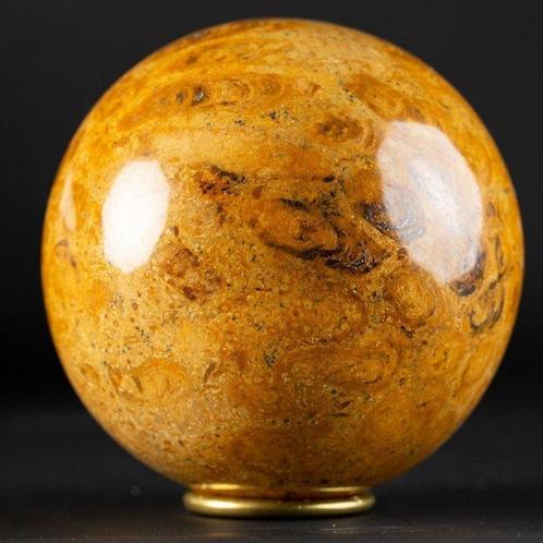 Een Exclusieve Jurassic Koraal - Koraal - Large Fossil Coral, Verzamelen, Mineralen en Fossielen