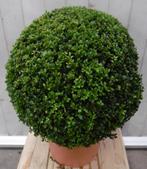 Buxus Bol 40 cm - Warentuin Natuurlijk, Verzenden