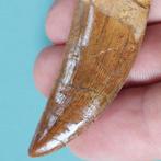 Dinosaurus - Fossiele tand - Carcharodontosaurus sp. - 60 mm, Verzamelen