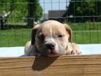 Old English Bulldog pups! | Mogen mee! | Hartelijk Welkom., Dieren en Toebehoren, Honden | Bulldogs, Pinschers en Molossers, Parvo