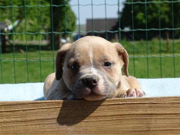 Old English Bulldog pups! | Mogen mee! | Hartelijk Welkom. beschikbaar voor biedingen