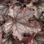 Purperklokje: Heuchera Villosa ‘Carnival Rose Granita’ (, Ophalen of Verzenden, Vaste plant, Overige soorten, Halfschaduw