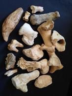 Holenbeer botten en tanden - Fossiel bot - Ursus spelaeus, Verzamelen