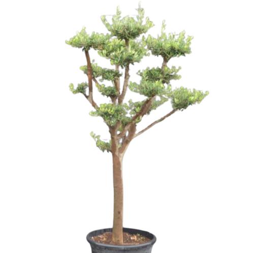 Olijfboom - Pom pon geknipte vormen - Omtrek: 20-25 cm | Hoo, Tuin en Terras, Planten | Bomen, Ophalen of Verzenden