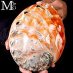 Grote parelmoeren schelp - Prachtige zee-schelp - Speciale