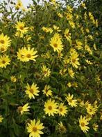 vaste zonnebloem , Helianthus atrorubens / Lemon Queen, Tuin en Terras, Planten | Tuinplanten, Ophalen of Verzenden, Zomer, Vaste plant