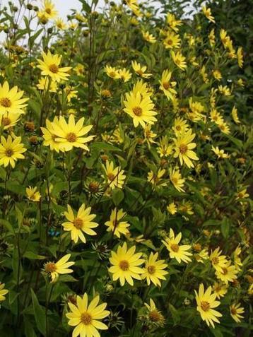 vaste zonnebloem , Helianthus atrorubens / Lemon Queen beschikbaar voor biedingen