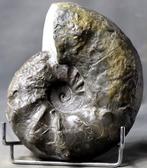 Ammoniet - Gefossiliseerd dier - Ceratites nodosus - 19 cm, Verzamelen, Mineralen en Fossielen