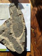 Vis - Gefossiliseerd dier - Paramblypterus (Zonder, Verzamelen, Mineralen en Fossielen