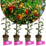 Arbutus unedo Cobra + pot 9cm 4 pcs, Verzenden, Volle zon