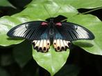 Vlinder Taxidermie volledige montage - Papilio memnon, Antiek en Kunst