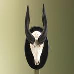 Bushbuck Schedel Taxidermie Opgezette Dieren By Max, Verzamelen, Dierenverzamelingen, Ophalen of Verzenden, Nieuw, Wild dier, Opgezet dier