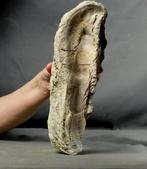 Grote complete oester - 30 cm! - Gefossiliseerd dier -