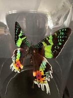 Vlinder Taxidermie volledige montage - Urania Ripheus - 16, Nieuw