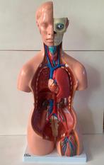 Anatomisch model - Plastic - 2000-2010 - anatomisch model