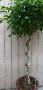 Ficus Spiraal 120 cm - Warentuin Natuurlijk, Tuin en Terras, Planten | Tuinplanten, Verzenden