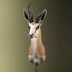 Springbok Taxidermie Opgezette Dieren By Max, Verzamelen, Dierenverzamelingen, Ophalen of Verzenden, Nieuw, Wild dier, Opgezet dier