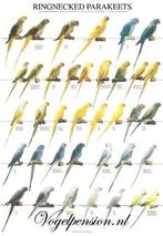 Vogelposter Halsband parkieten gelamineerd - Vogelposters, Verzenden, Nieuw