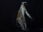 Vervet Monkey fullmount Bot - Chlorocebus pygerythrus - 40, Nieuw
