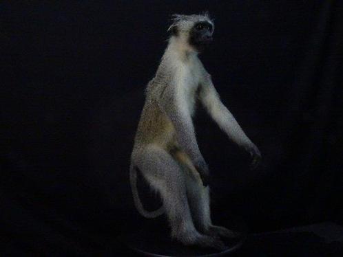 Vervet Monkey fullmount Bot - Chlorocebus pygerythrus - 40, Verzamelen, Dierenverzamelingen