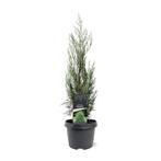 Juniperus scopulorum Moonglow 50-60 cm Conifeer, Tuin en Terras, Verzenden