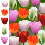 Bloembollen - 63 x Tulpen pakket The Classics - 2025, Tuin en Terras, Bloembollen en Zaden, Verzenden, Voorjaar, Volle zon, Bloembol